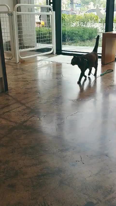  2019.07.17 나눔동물병원 / 고양이 링웜 / 고양이 피부병