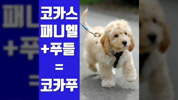 코카푸는 얼마나 오래 사나요