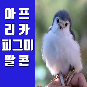 아프리카 피그미 팔콘 : 이런 귀여운 매를 보았나?
