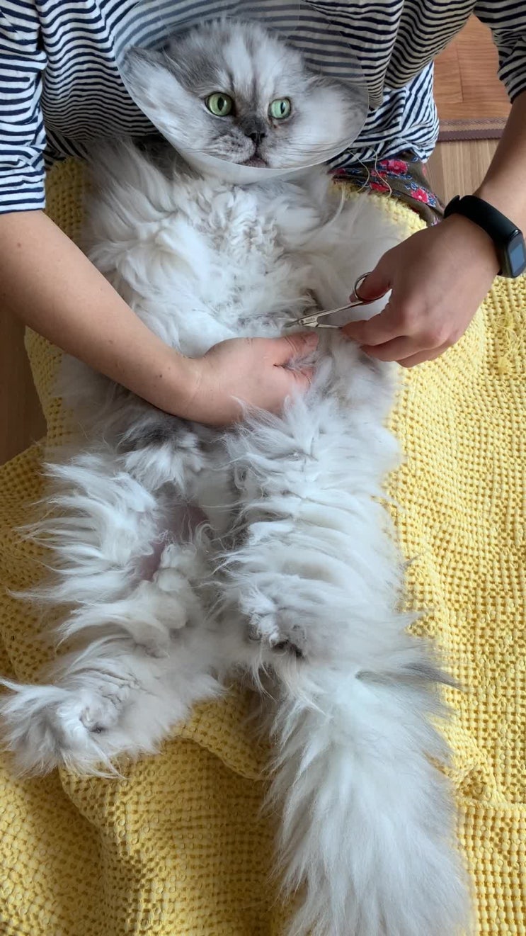  진상. 진상! 그래도 귀여운걸-