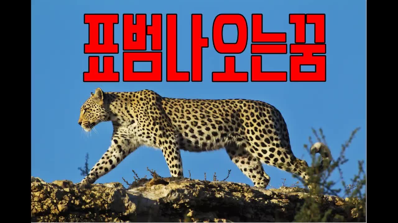 표범나오는꿈