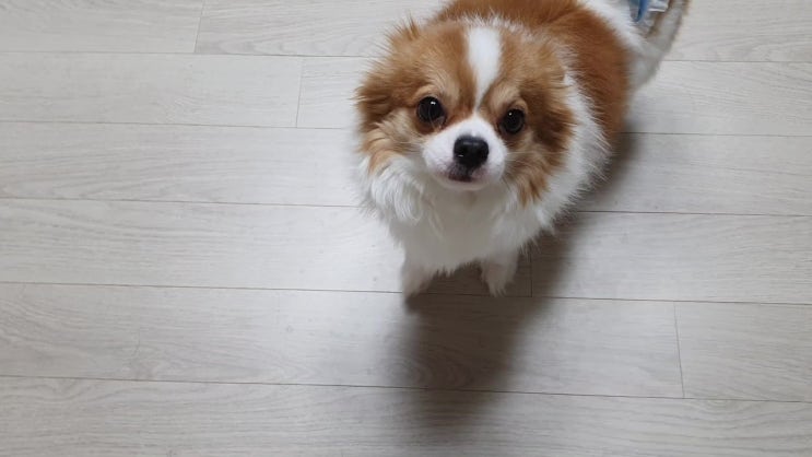 강아지 기저귀 남아용,  반려견 수컷 매너벨트 쿠팡 저렴해요!!