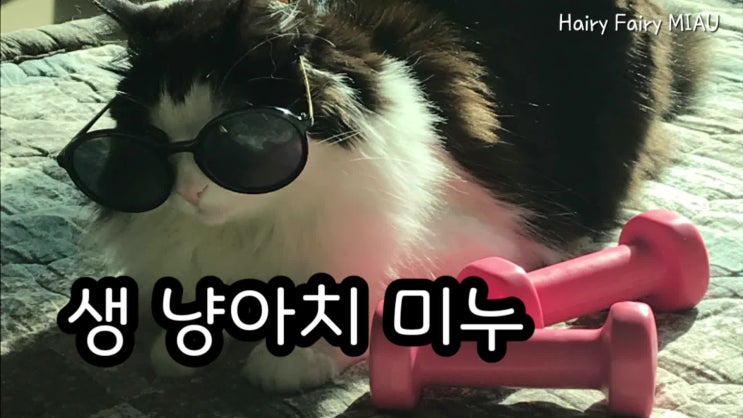  [Hairy_Fairy_MIAU] 생냥아치 미누