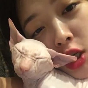 김선아 故 설리 반려묘 입양 고블린 생전 인스타 영상 김희철 감사