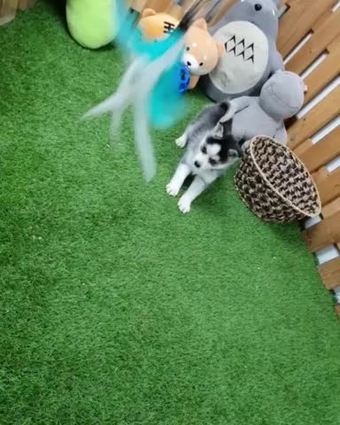  폼스키 분양