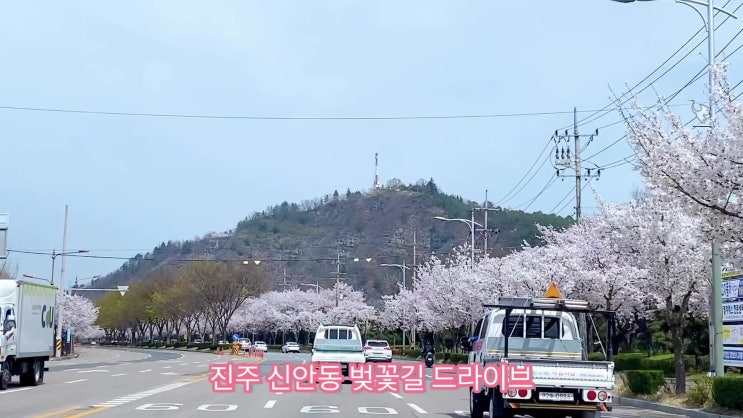  진주 벚꽃 신안강변 벚꽃길 드라이브 동영상