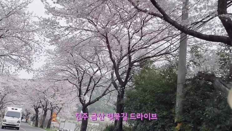  진주 금산 벚꽃길 드라이브