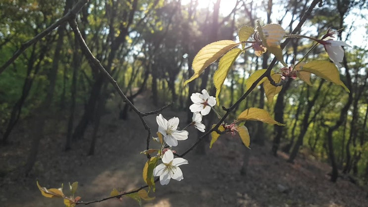  봄 산행.  맑은 공기 공유합니다.