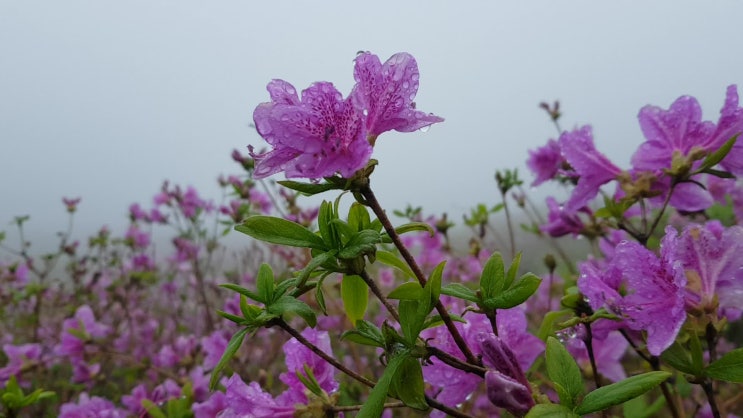  안개와 합천황매산 철쭉