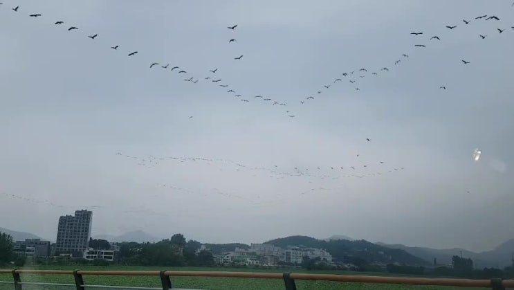  양수리에서 만난 기러기들의 이동