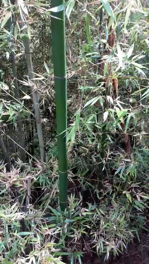  곧게 뻗은 대나무