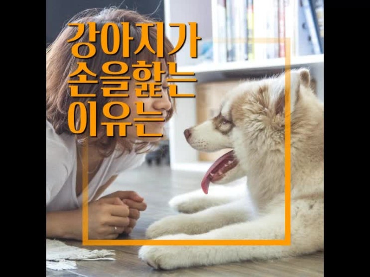 강아지가 손을 핥는 이유는 어떤 것들이 있을까요? 강아지가 손을 핥는 이유는 어떤 것들이 있을까요?