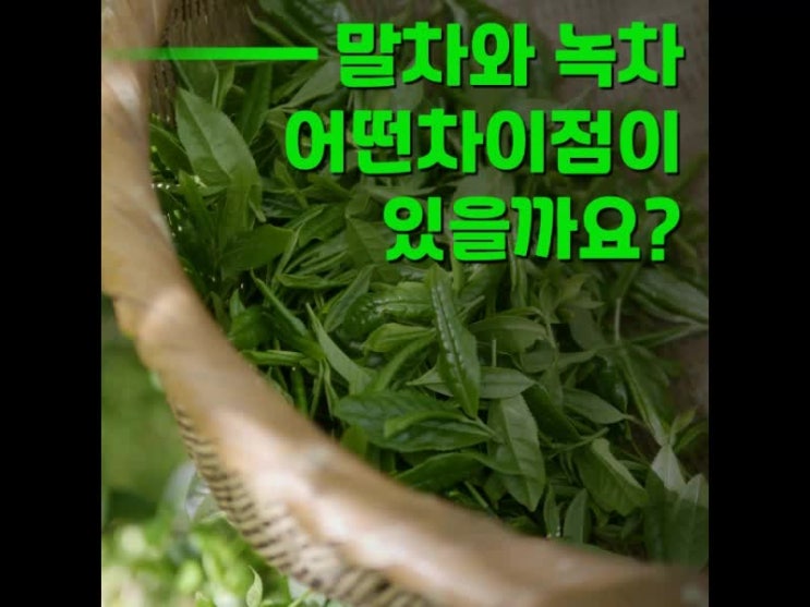 말차 녹차 차이 한번 알아볼게요 말차 녹차 차이 한번 알아볼게요