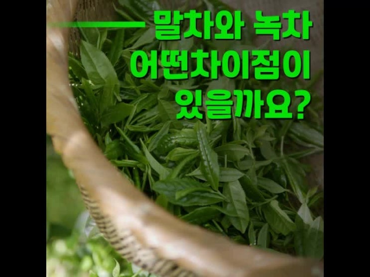 말차 녹차 차이 한번 알아볼게요