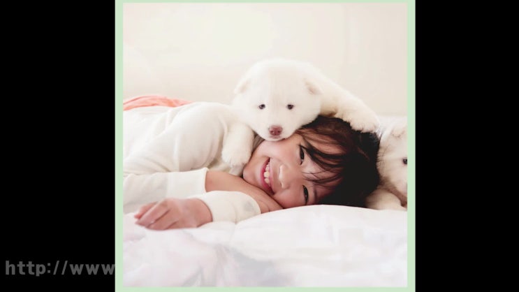  반려묘 장례 화장 화장터, 꼼꼼하게 체크해보면 레인보우엔젤!