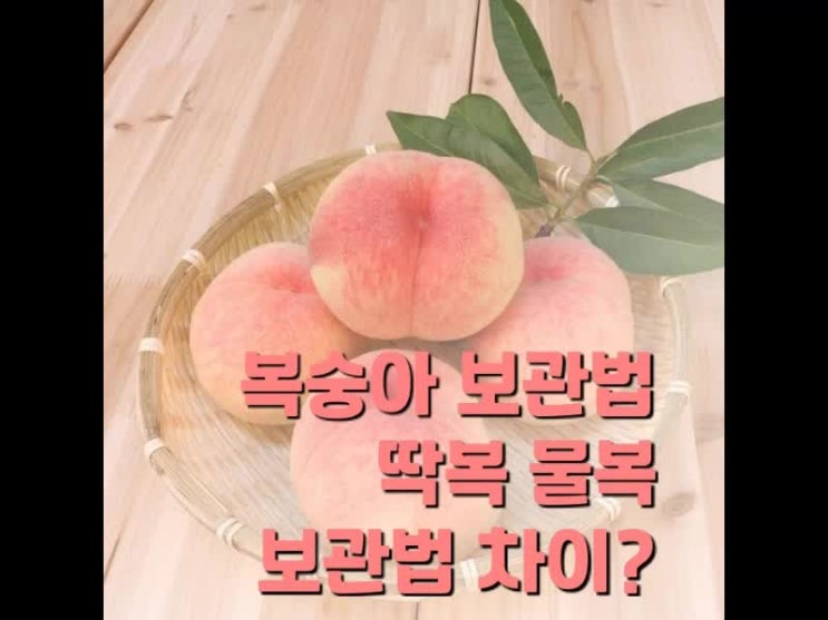 복숭아 보관법 어떤방법이 좋을까와 복숭아 잡담 복숭아 보관법 어떤방법이 좋을까와 복숭아 잡담