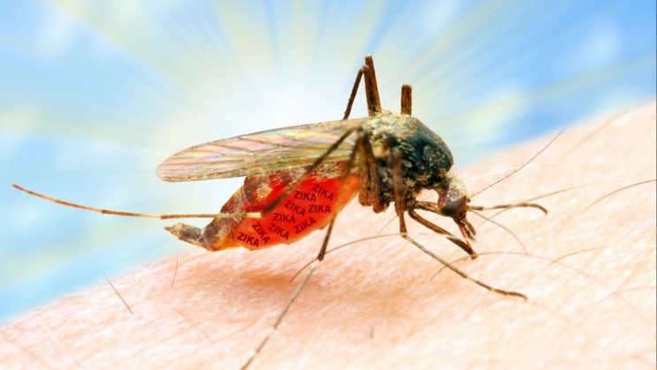  모기 벌레에 물려, 아나필락시스 증상이 나타나면 어떻게 해야 할까? (anaphylaxis 정의 원인 증상, 항히스타민제 에피네프린 응급처치 치료법, 디펜히드라민 치료 방법)