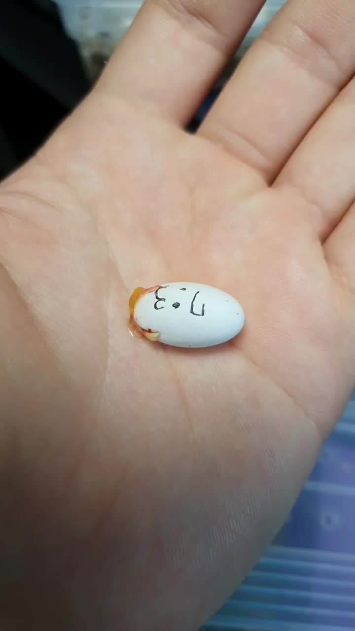  9월 6일 개체 부화