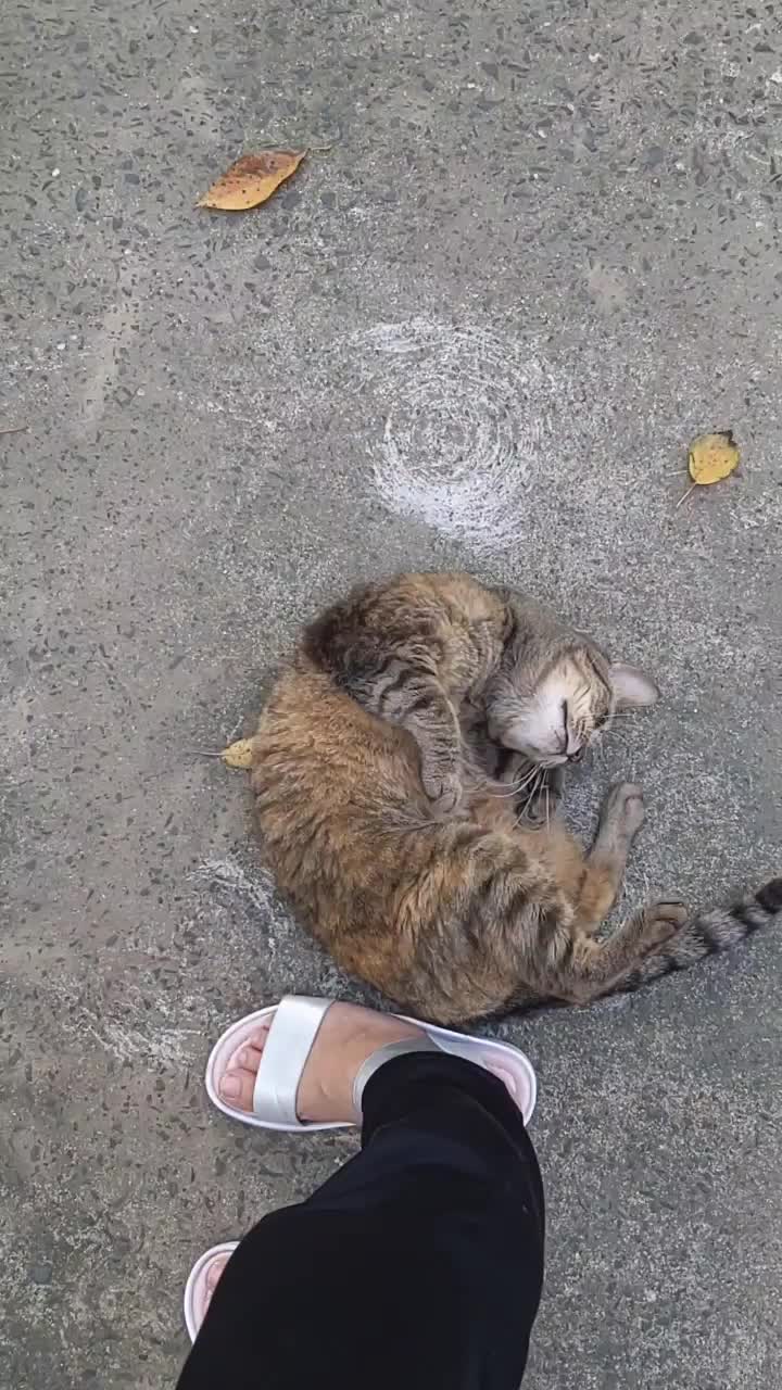  고양이 뒹굴기와 꼬리 흔들기