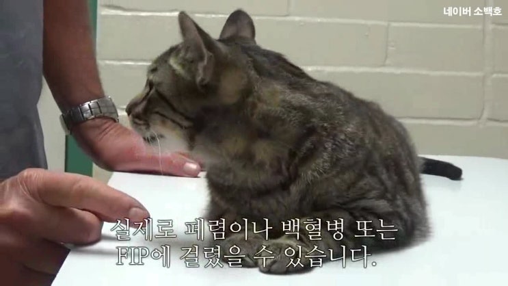  FIP의 2가지 유형 - 습식과 건식
