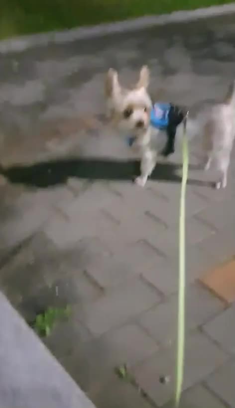  강아지 산책-3일째
