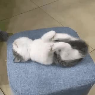  잠자는 고양이 귀염귀염
