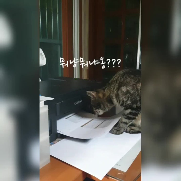  예쁜 반려동물 영상으로 명절 후유증 극복하기