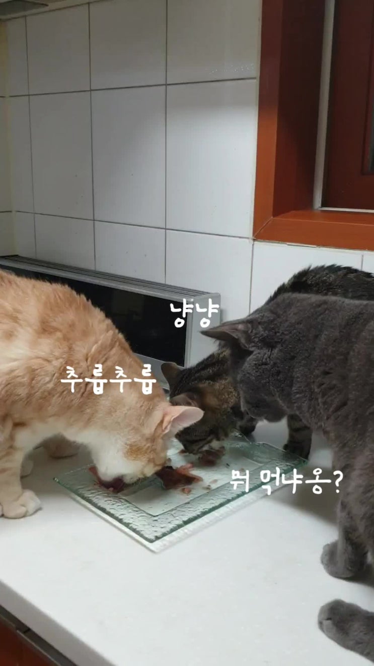  입맛 까다로운 냥이를 위한 ‘프리미엄 로얄 고양이캔 콤보’