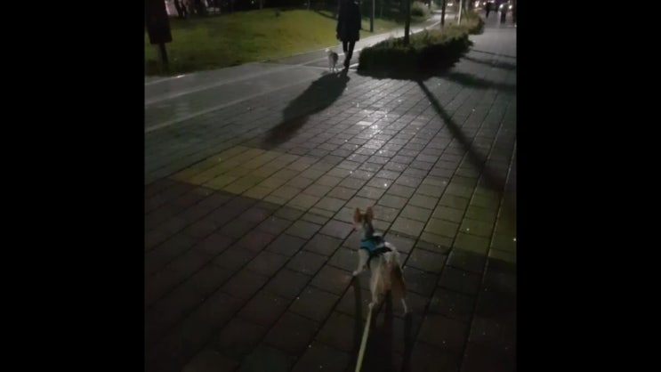  강아지 산책-18일째