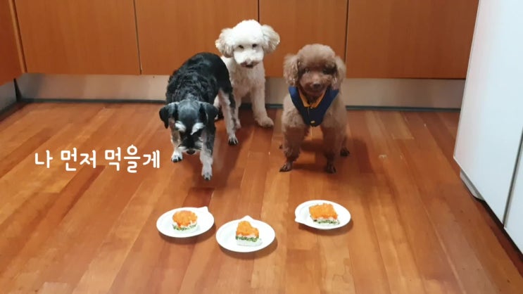  초간단 강아지 생일 케이크 만들기