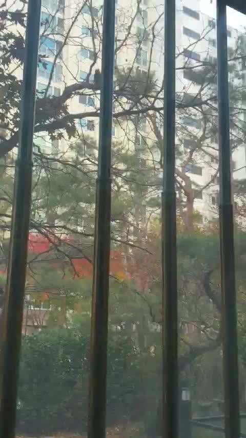  먹이 찾아 집으로 온 청설모