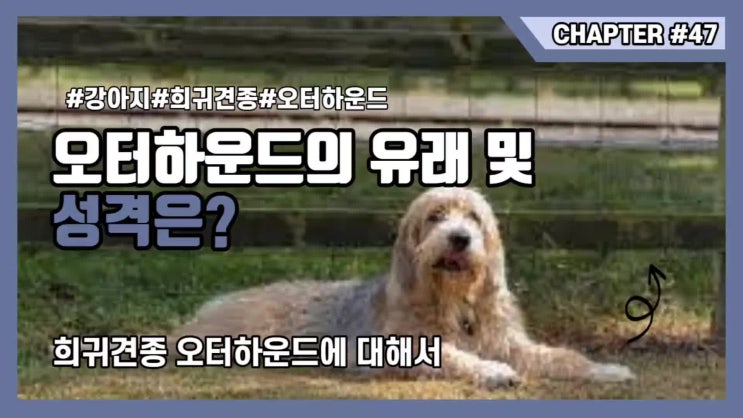  오터 하운드의 유래 및 성격,가격은?
