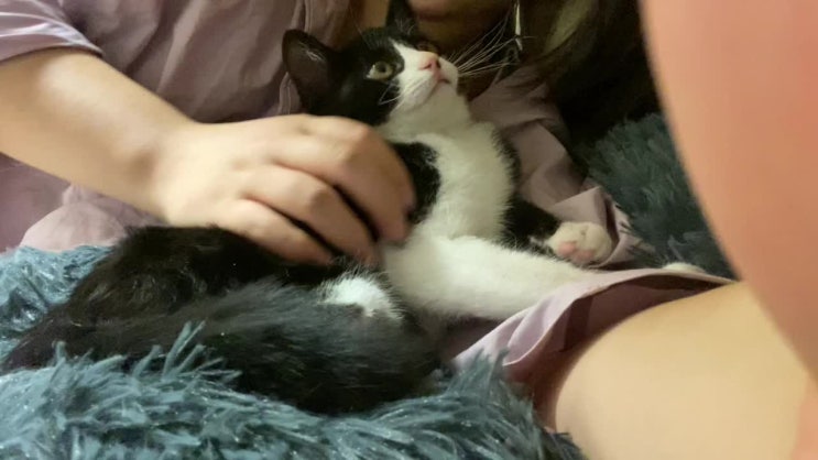 세상사람들 여기 귀여운 고양이좀 보세요~~~~
