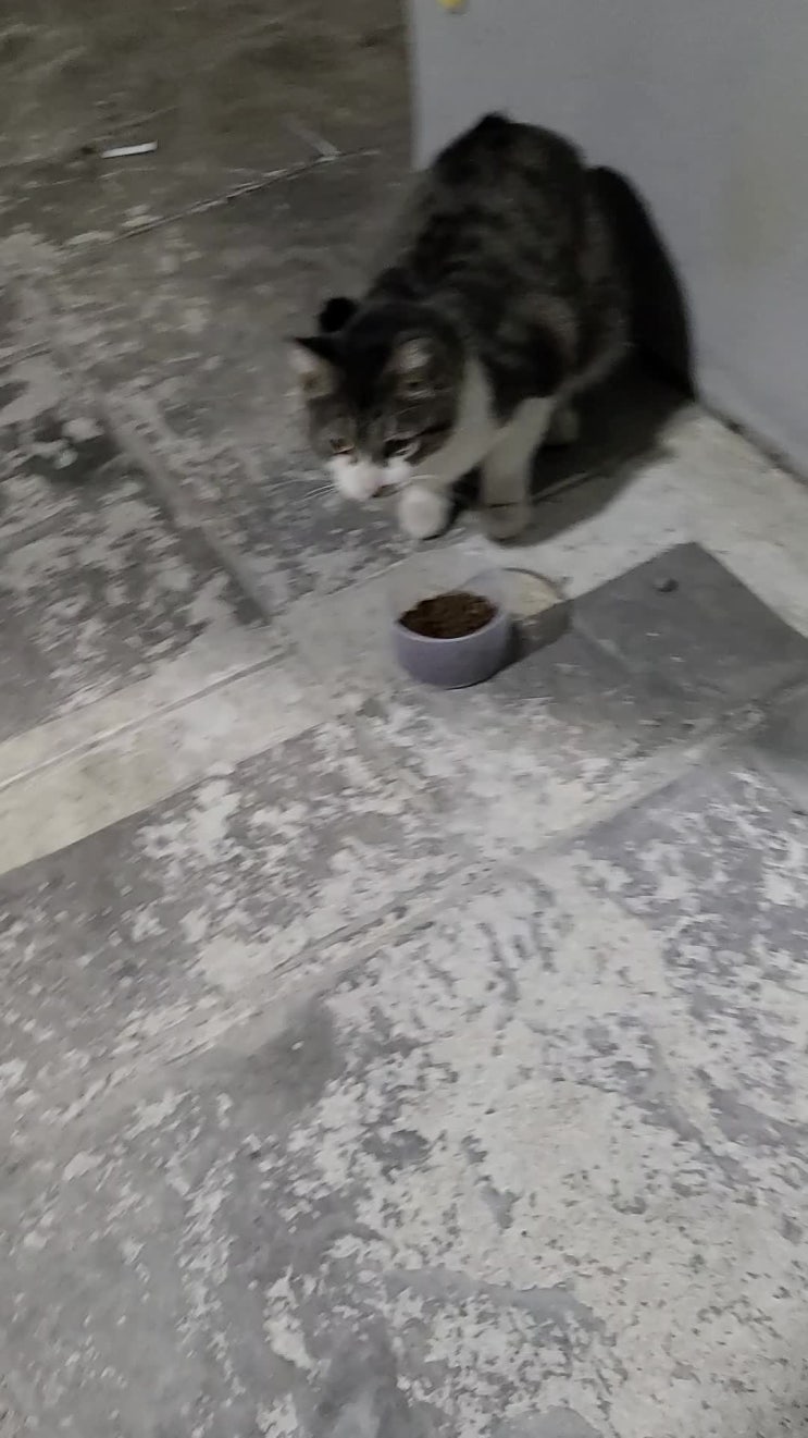  고양이 밥주기, 요리해먹기