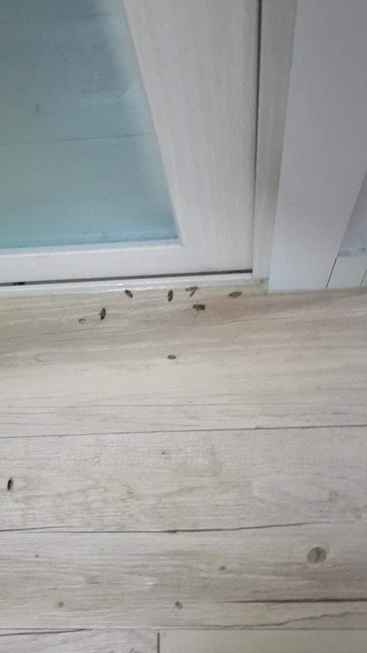  청주시 원룸 바퀴벌레 연막소독 400마리이상 퇴치 바퀴벌레알집 퇴치