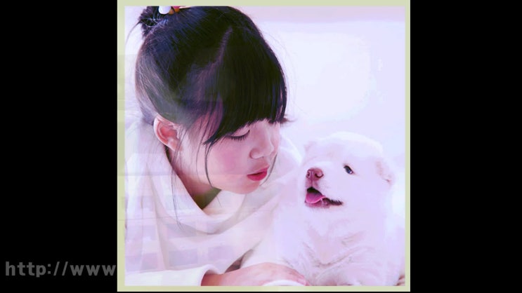  부천 강아지 장례 애견 장례식장, 안정적인 절차를 원하신다면!