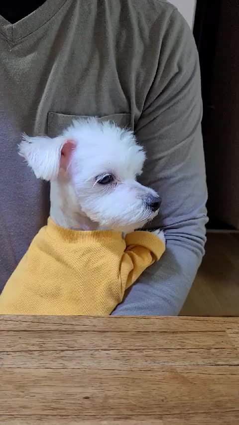  산책나간 몽이를 기다리는 샤이