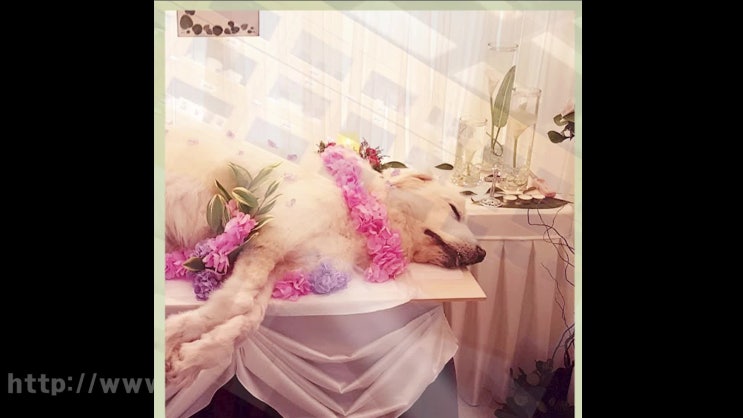  용인 강아지 장례 고양이 애견 화장 반려동물 화장터 반려견 장례식장, 높은 수준의 절차와 서비스를 통해!