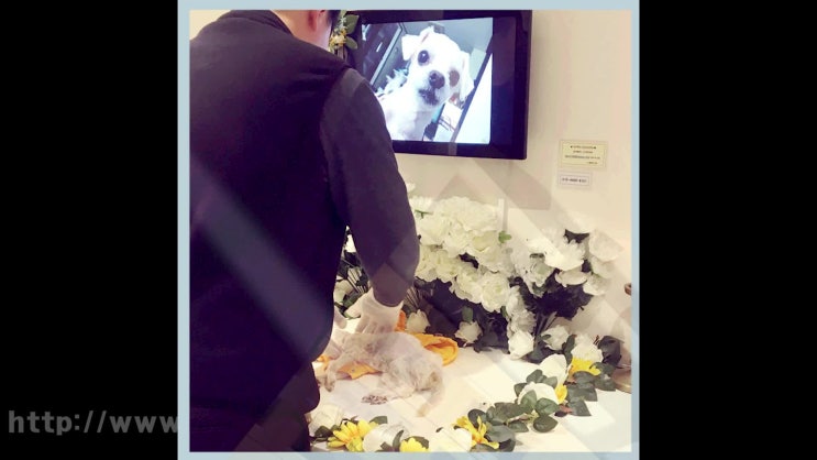  분당 강아지 장례 애견 고양이 화장 반려동물 화장터 반려견 장례식장, 처음 진행하시나요?
