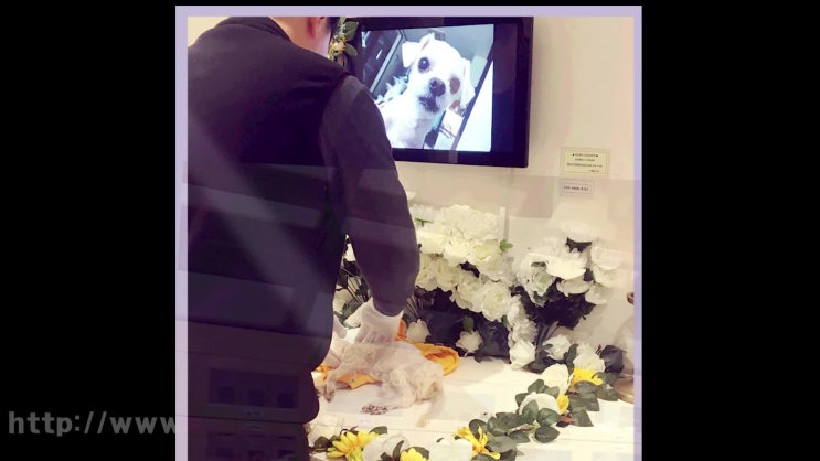  고양이 장례식, 24시간 언제나 상담하세요!