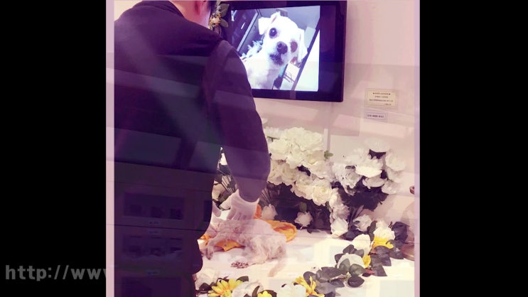  고양이 반려묘 무지개다리 건널 때, 따뜻한 정성을 담아!