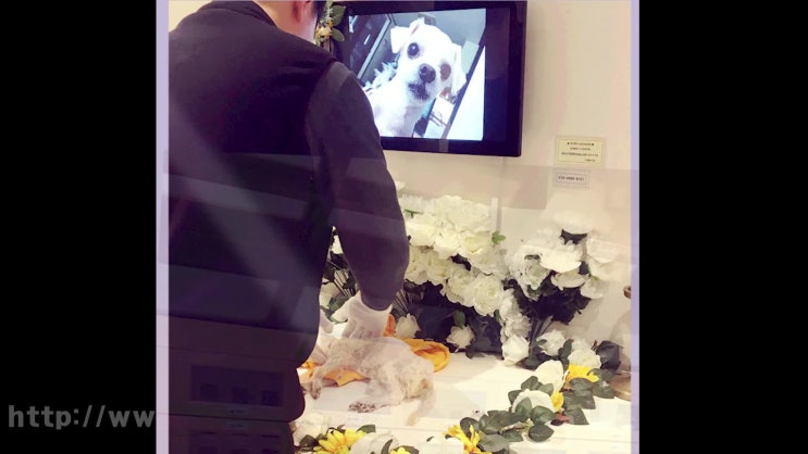  강아지 장례식장, 차별화된 서비로!