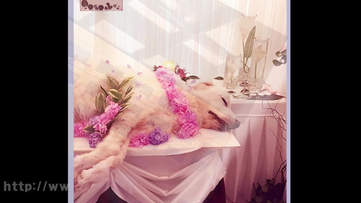  김포 강아지 장례 애견 장례식장 반려견 반려동물 화장터, 믿음의 장례절차!