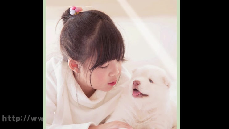  애완견 장례 애완동물 장례식장, 어려움 없이 정성된 상담으로!