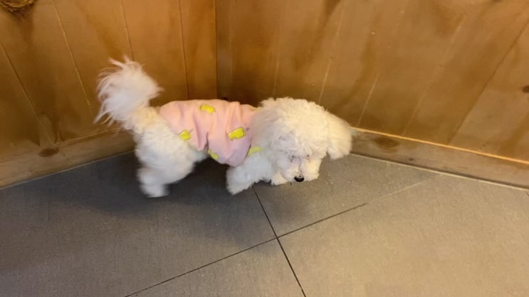 훈련사가 운영하는 안산애견카페 안산애견유치원 안산애견호텔 안산애견미용 고잔동애견유치원 고잔동애견호텔 고잔동애견카페 고잔동애견유치원 안산펫시터 댕블리