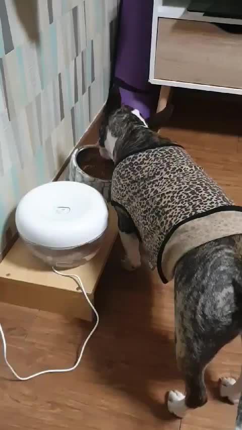  강아지 사료 추천 맘앤대디 기호성 괜찮아요! 솔직 후기
