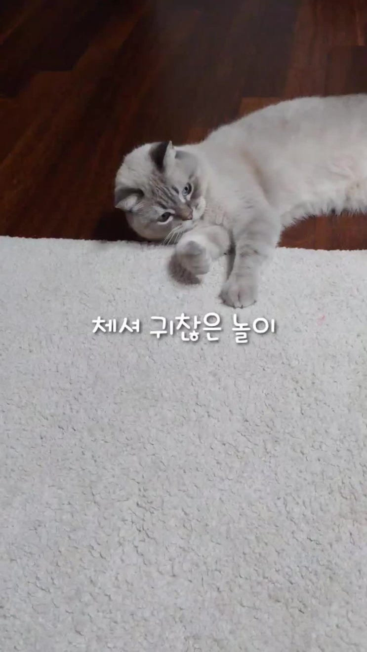 만 4세 브숏 성묘 체식이 일상 (식탐, 귀차니즘)