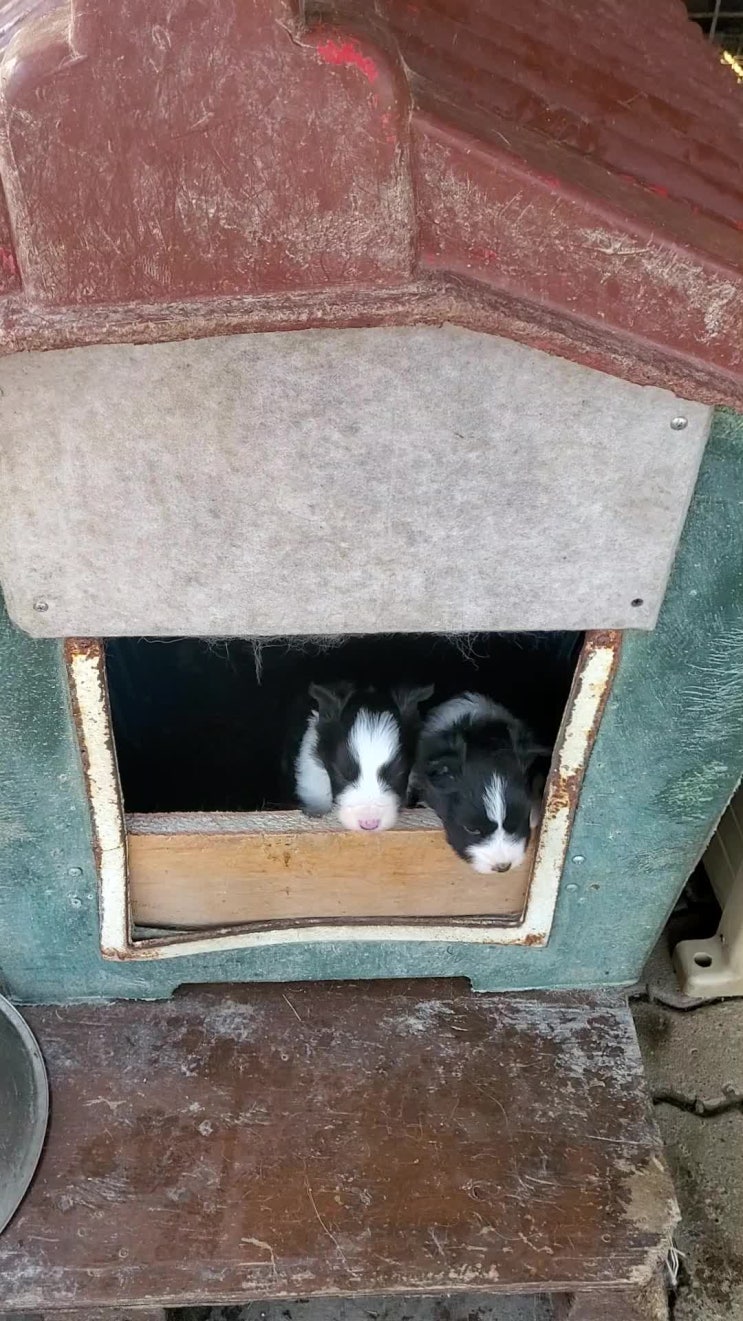  Border collie puppy ~! 우리집 보더콜리 제씨가 지난 1월 9일날 새끼를 낳았어요.^^