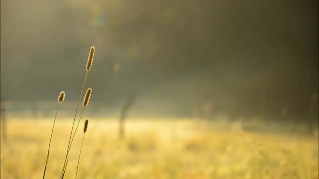  김영태 - 내가 부를 너의 이름