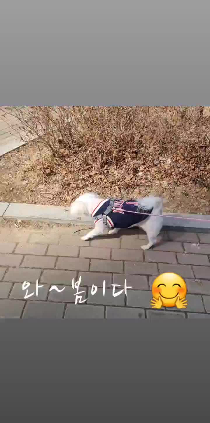 봄맞이 산책하는 솜순이